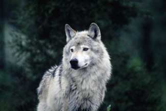 a photo of a gray wolf